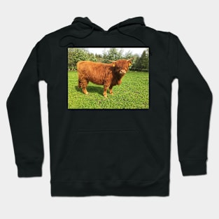 Scottish Highland Cattle Calf 2003 Hoodie